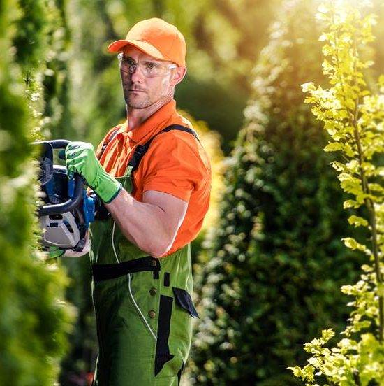 Thuja Green Wall Shaping by Caucasian Professional Gardener in His 30s. Gardening Theme.